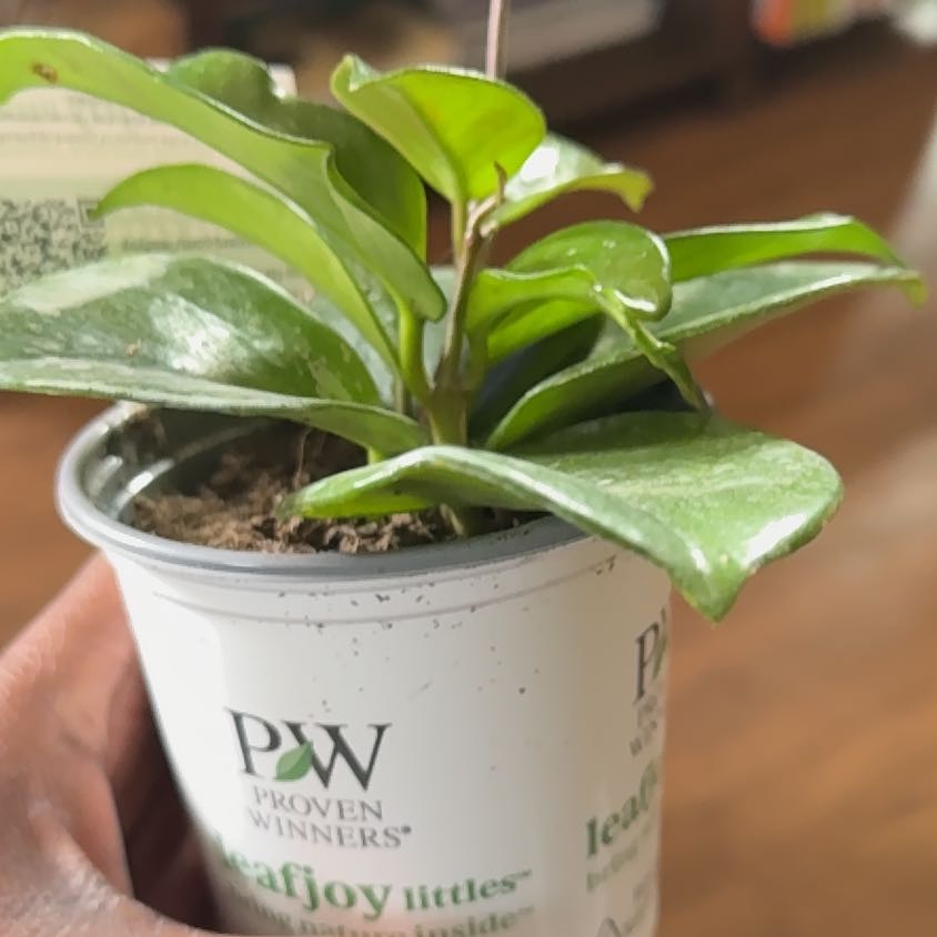 Photo of the plant species Speckled Hoya by @NewPuka31 named Specs on Greg, the plant care app