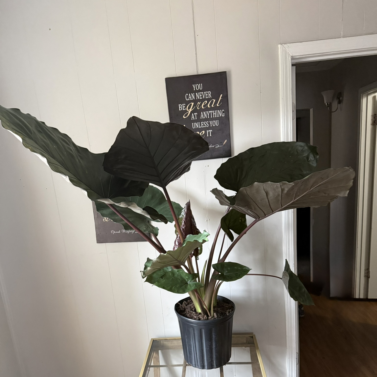 Photo of the plant species Alocasia gagaena 'California' by @NewPuka31 named GiGi on Greg, the plant care app