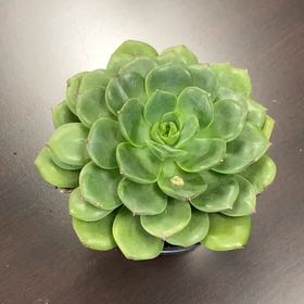 Photo of the plant species Elfstone by @NiceJuneplum5 named Elfie on Greg, the plant care app
