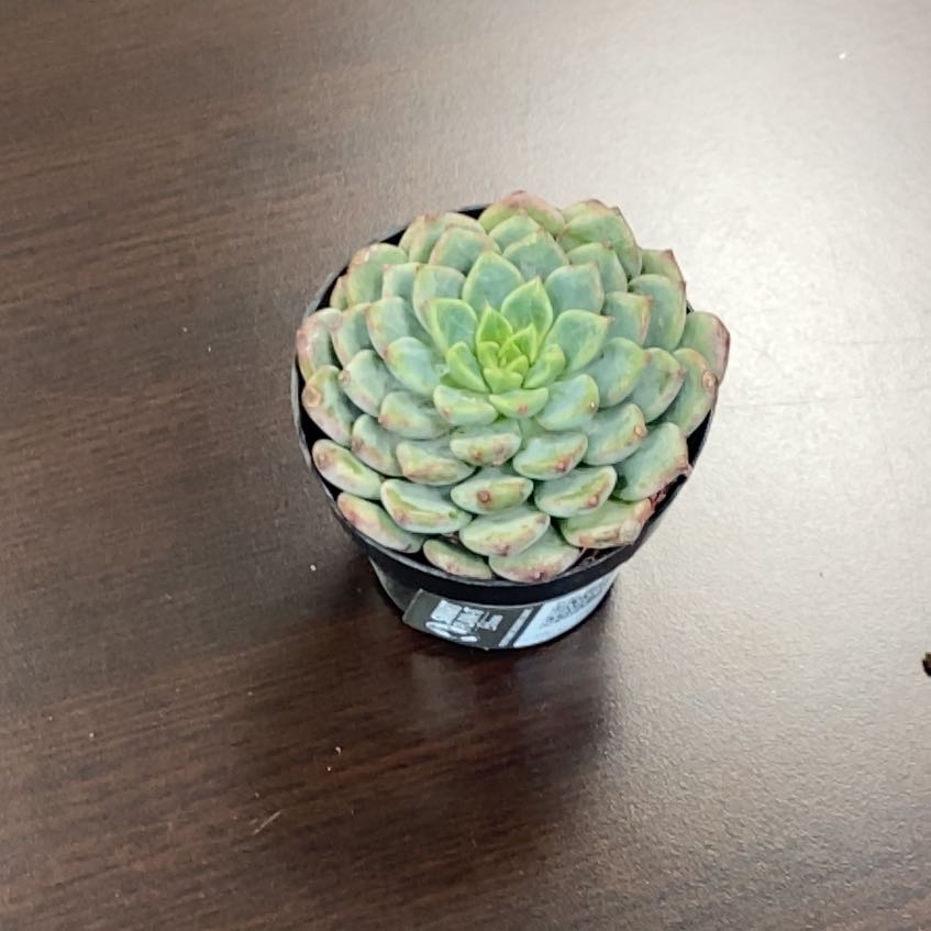 Photo of the plant species Echeveria 'Ruby Kissed' by @NiceJuneplum5 named Luna on Greg, the plant care app