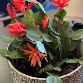 Photo of the plant species Spring Cactus by @BestBorage42 named Michelle on Greg, the plant care app