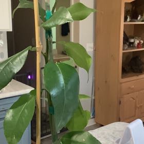 Photo of the plant species Ruby Red Grapefruit Tree by @SilkenLychee2 named Foxxy on Greg, the plant care app