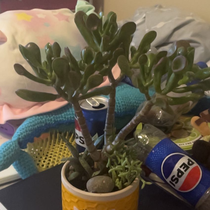 Photo of the plant species Ogre Ears by @ZestyCashew88 named Mochi on Greg, the plant care app