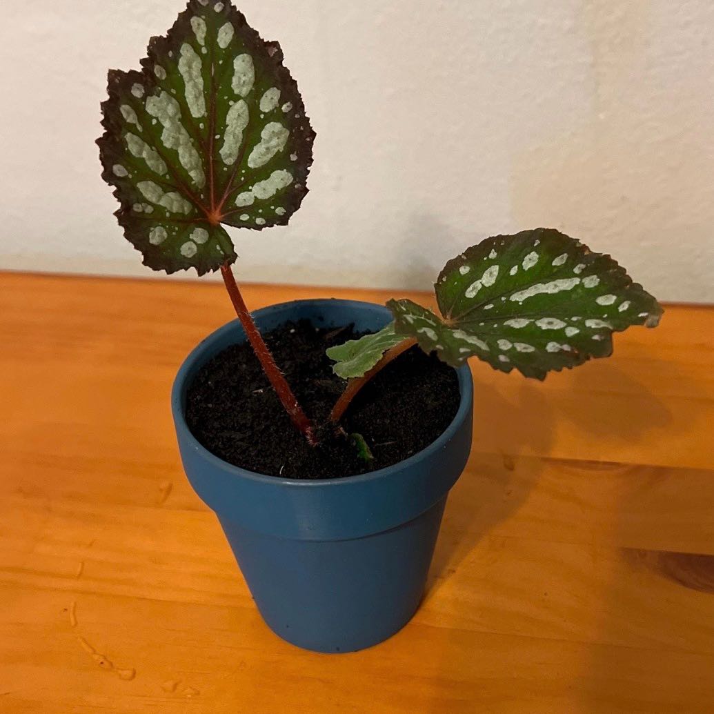 Photo of the plant species Begonia 'Betsy' by @YesKlipdagga19 named Bluey on Greg, the plant care app