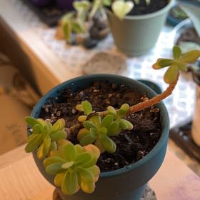 Photo of the plant species Mini Jade by @YesKlipdagga19 named Cleopatra on Greg, the plant care app