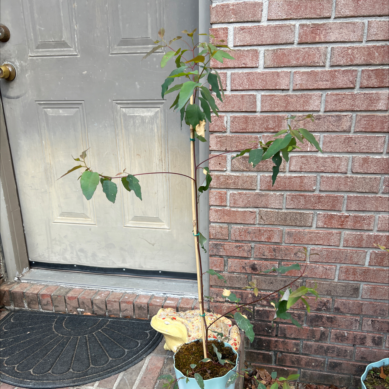 Photo of the plant species Rainbow Gum by @YesKlipdagga19 named Einstein on Greg, the plant care app
