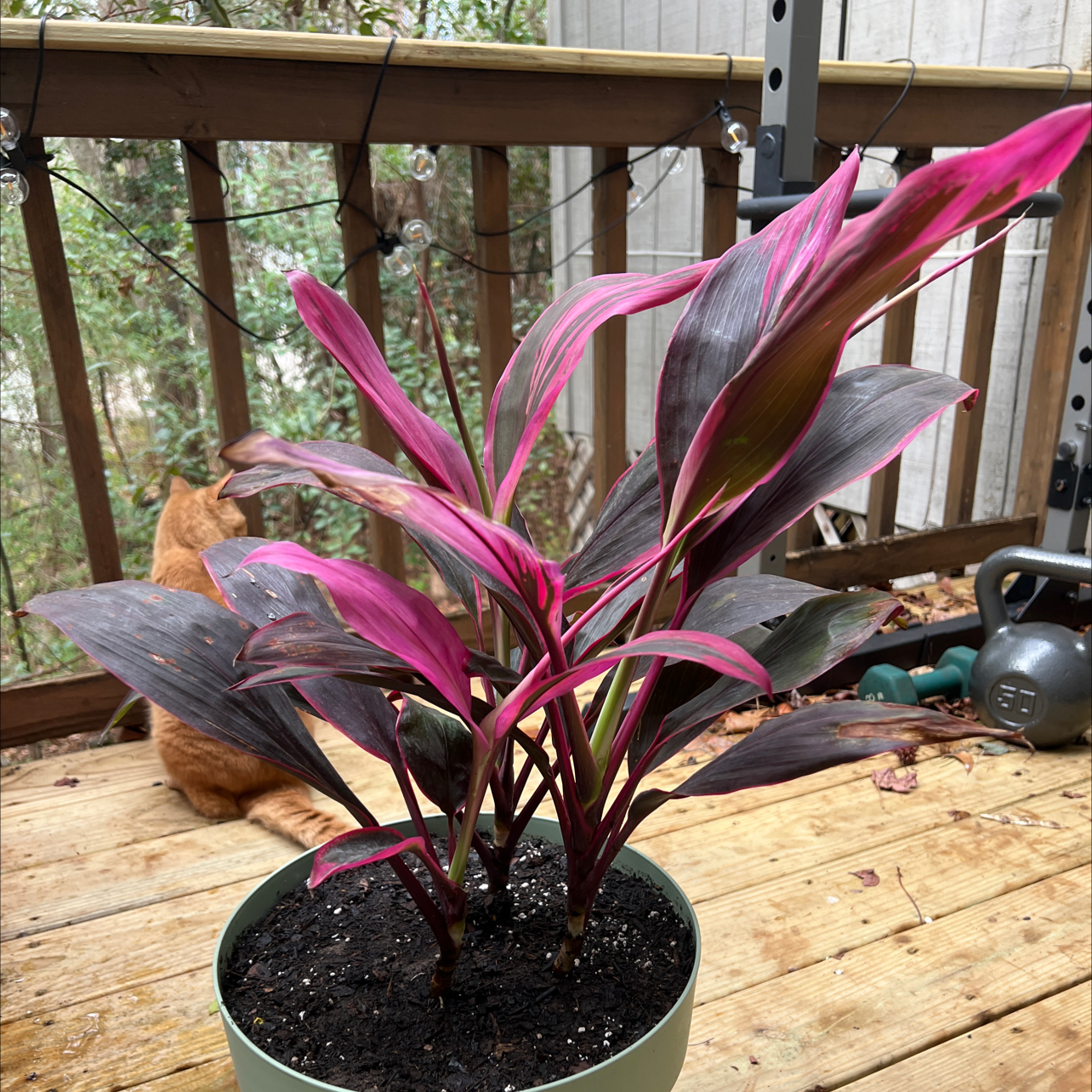 Photo of the plant species Cordyline Glauca by @YesKlipdagga19 named Captain Plant-it on Greg, the plant care app
