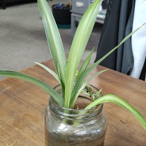 Photo of the plant species Mondo grass by @LovablyChia63 named Nicole on Greg, the plant care app