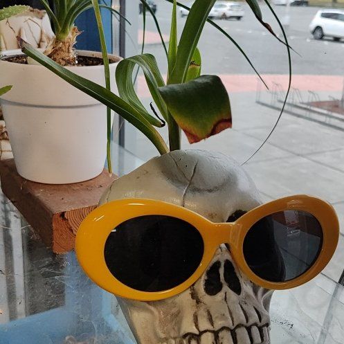 Photo of the plant species Mondo grass by @LovablyChia63 named Bonesy on Greg, the plant care app