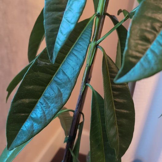 Photo of the plant species allspice by @TopdogPaleflax2 named Pepper on Greg, the plant care app