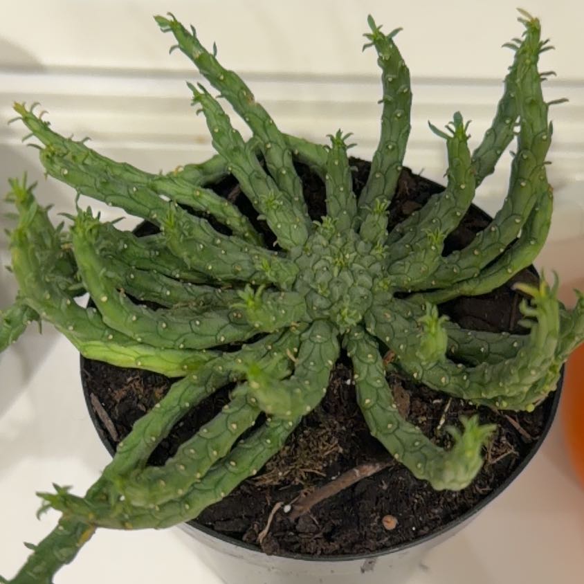 Photo of the plant species Holly-Leaved Naiad by @JewelledSedge54 named euphorbia flanaganii on Greg, the plant care app