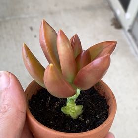 Photo of the plant species Sedum adolphi 'Sunset' by @CahStainNuh named Delilah on Greg, the plant care app