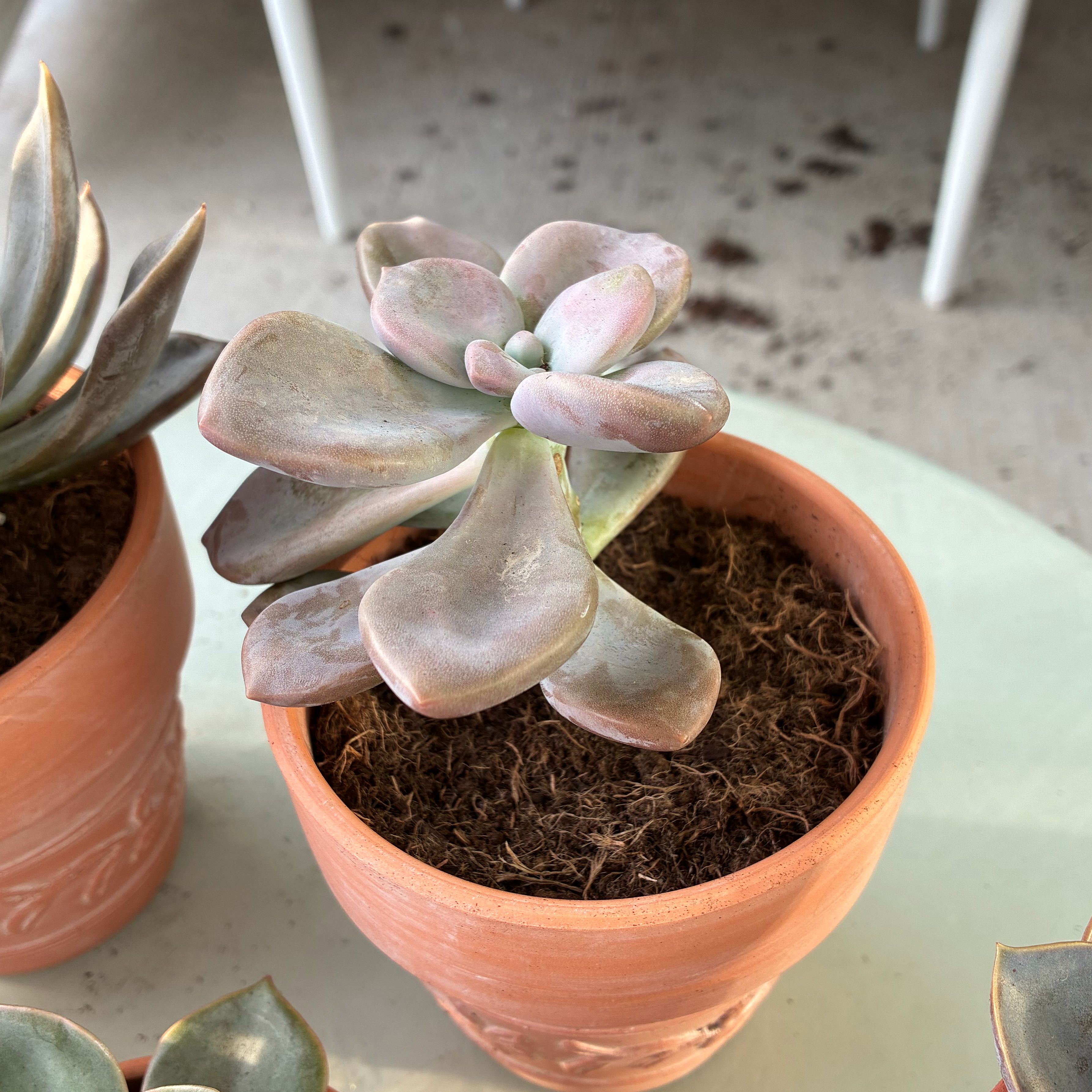 Photo of the plant species Graptoveria 'Opalina' by @CahStainNuh named Elina on Greg, the plant care app