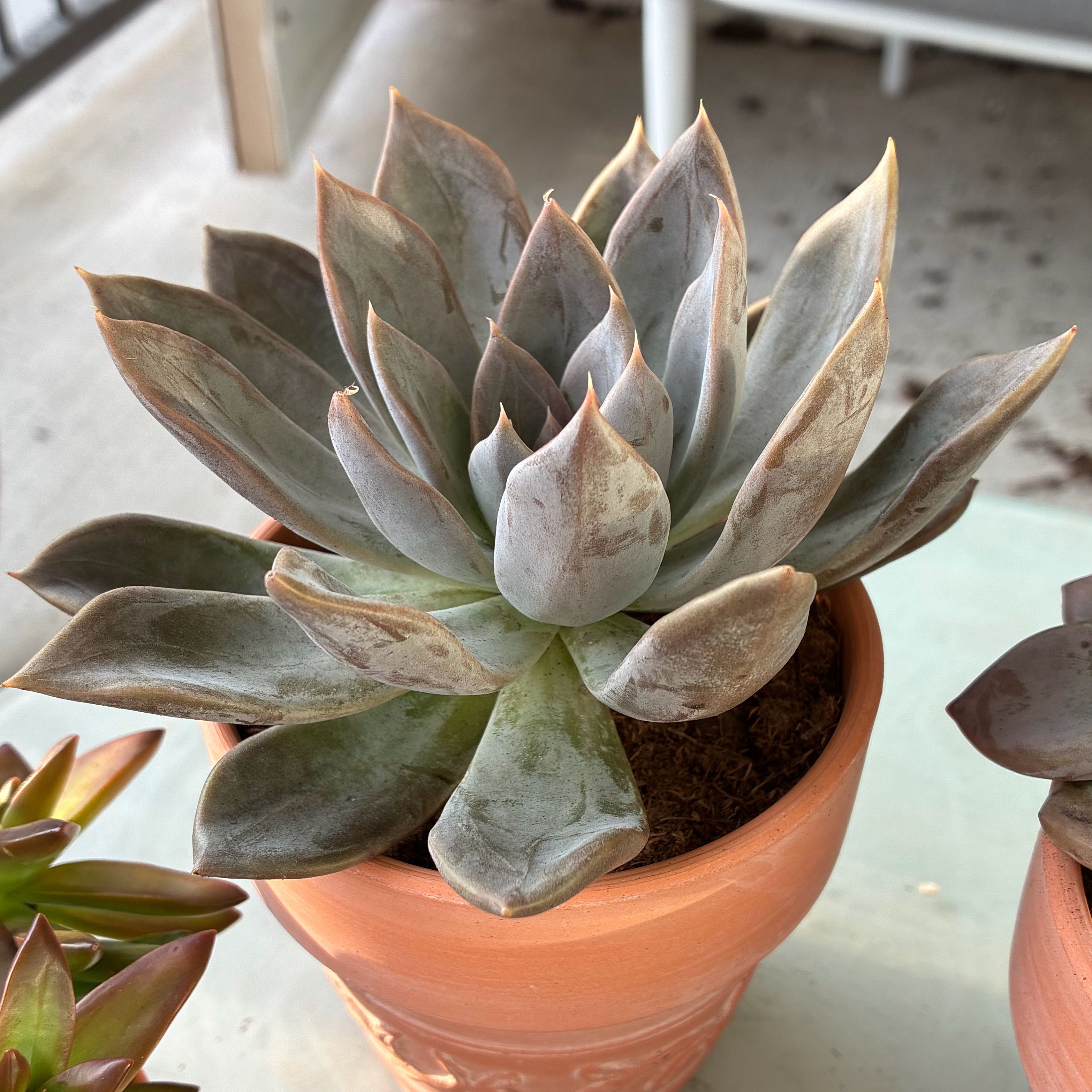 Photo of the plant species Echeveria 'Silver Queen' by @CahStainNuh named Lavender on Greg, the plant care app