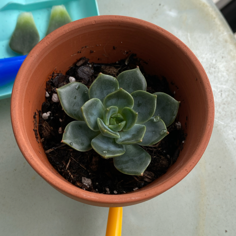 Photo of the plant species Echeveria 'Elfstone' by @CahStainNuh named Lola on Greg, the plant care app