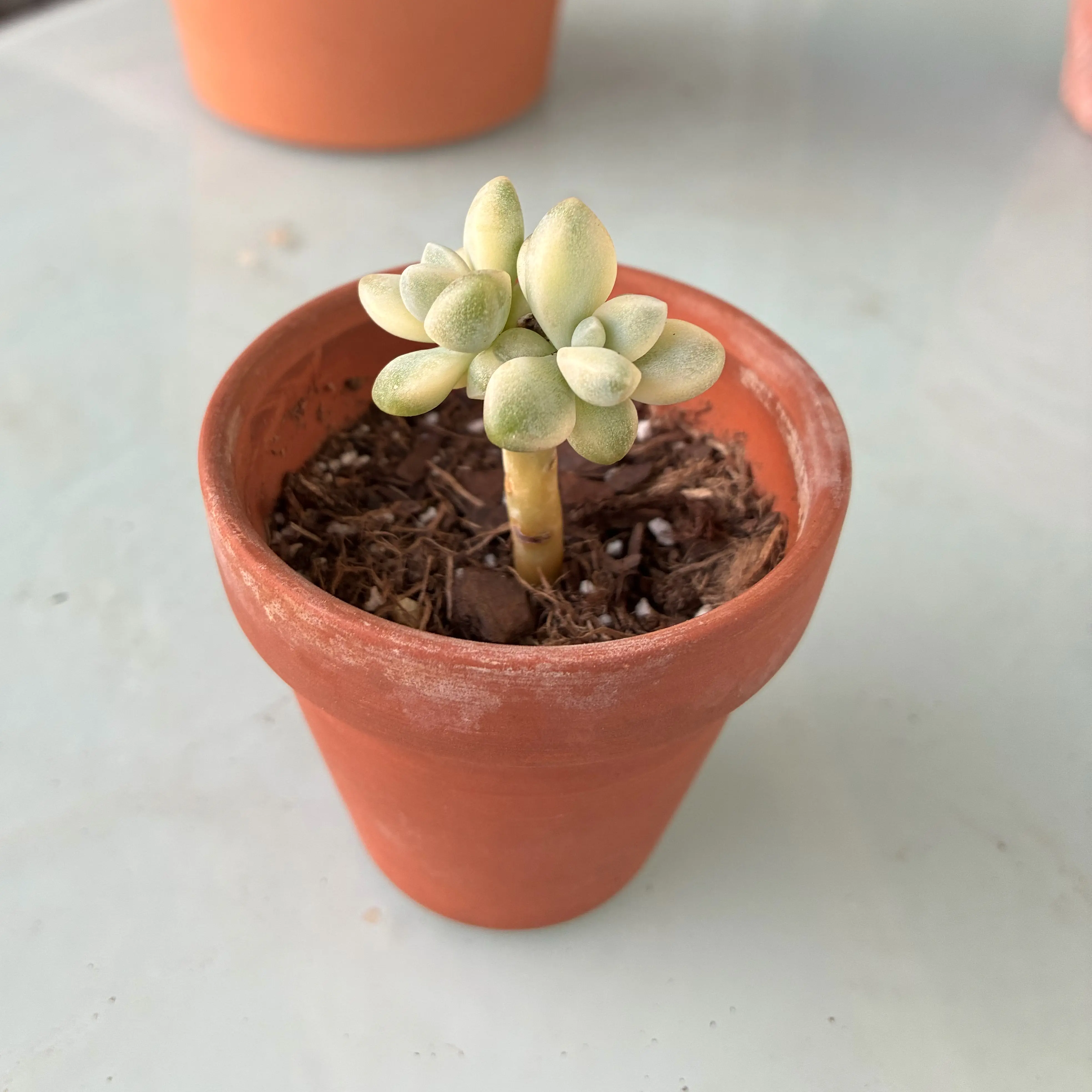 Photo of the plant species Graptoveria 'Titubans Variegata' by @CahStainNuh named Stella on Greg, the plant care app