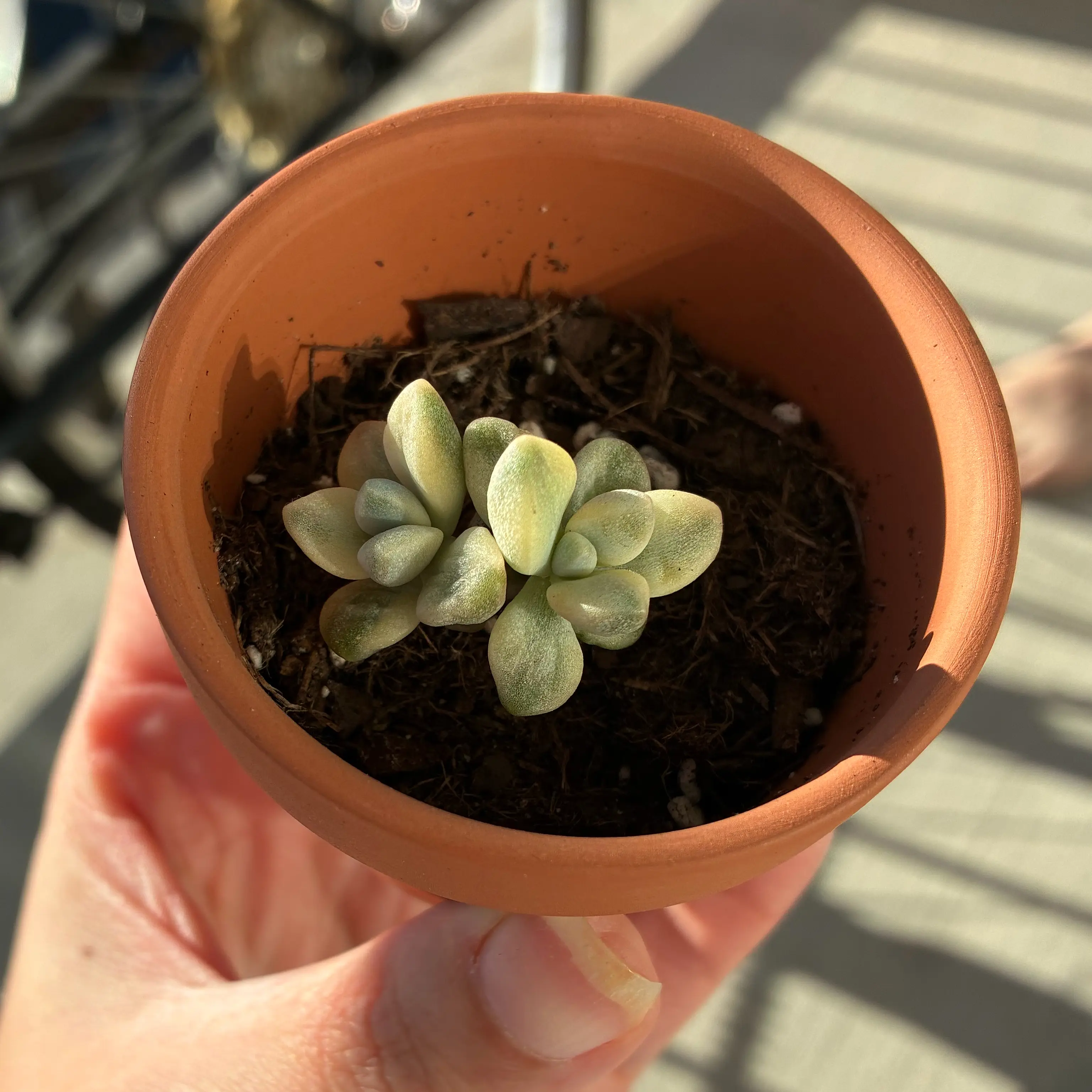 Photo of the plant species Graptoveria 'Titubans Variegata' by @CahStainNuh named Stella on Greg, the plant care app