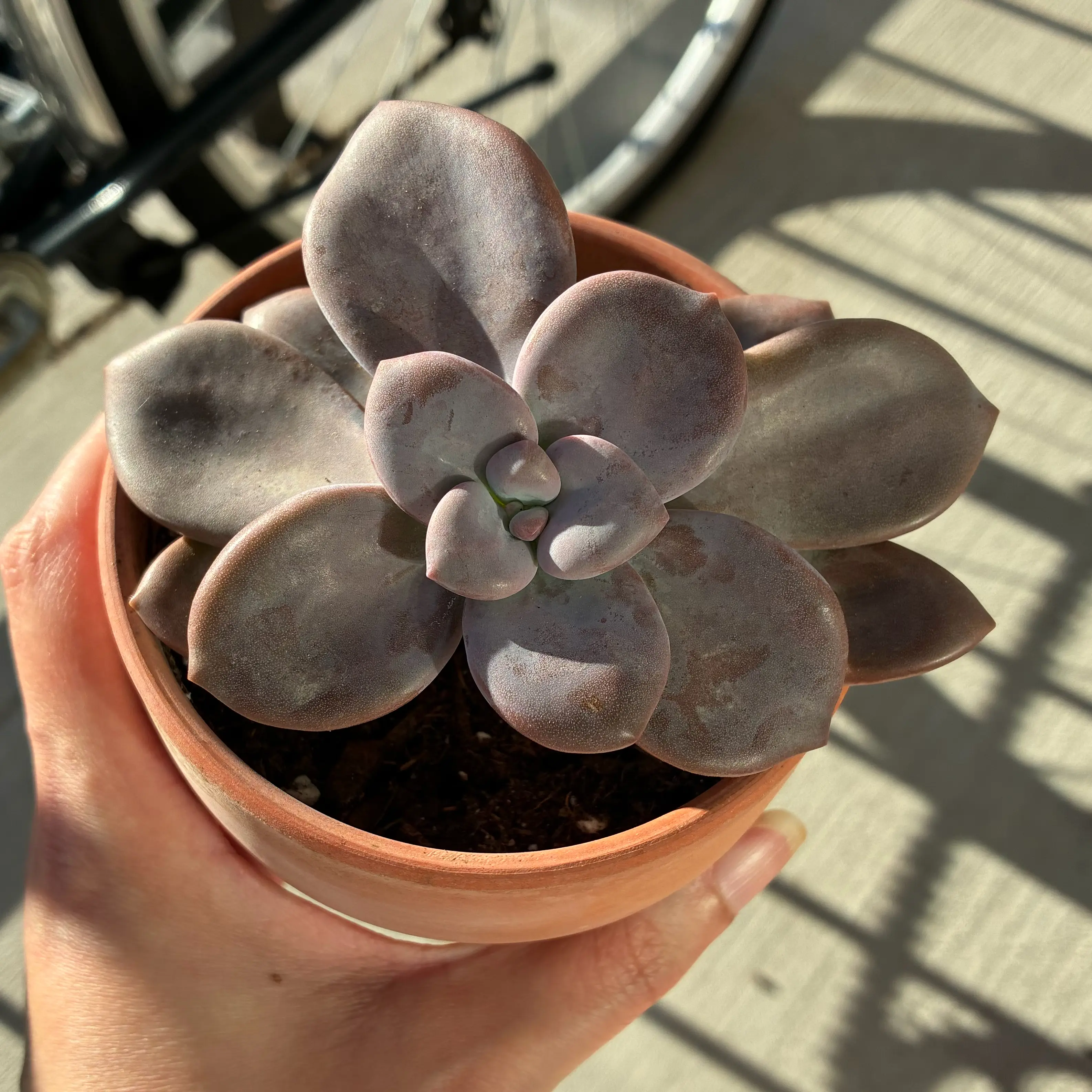 Photo of the plant species Graptoveria 'Opalina' by @CahStainNuh named Elina on Greg, the plant care app