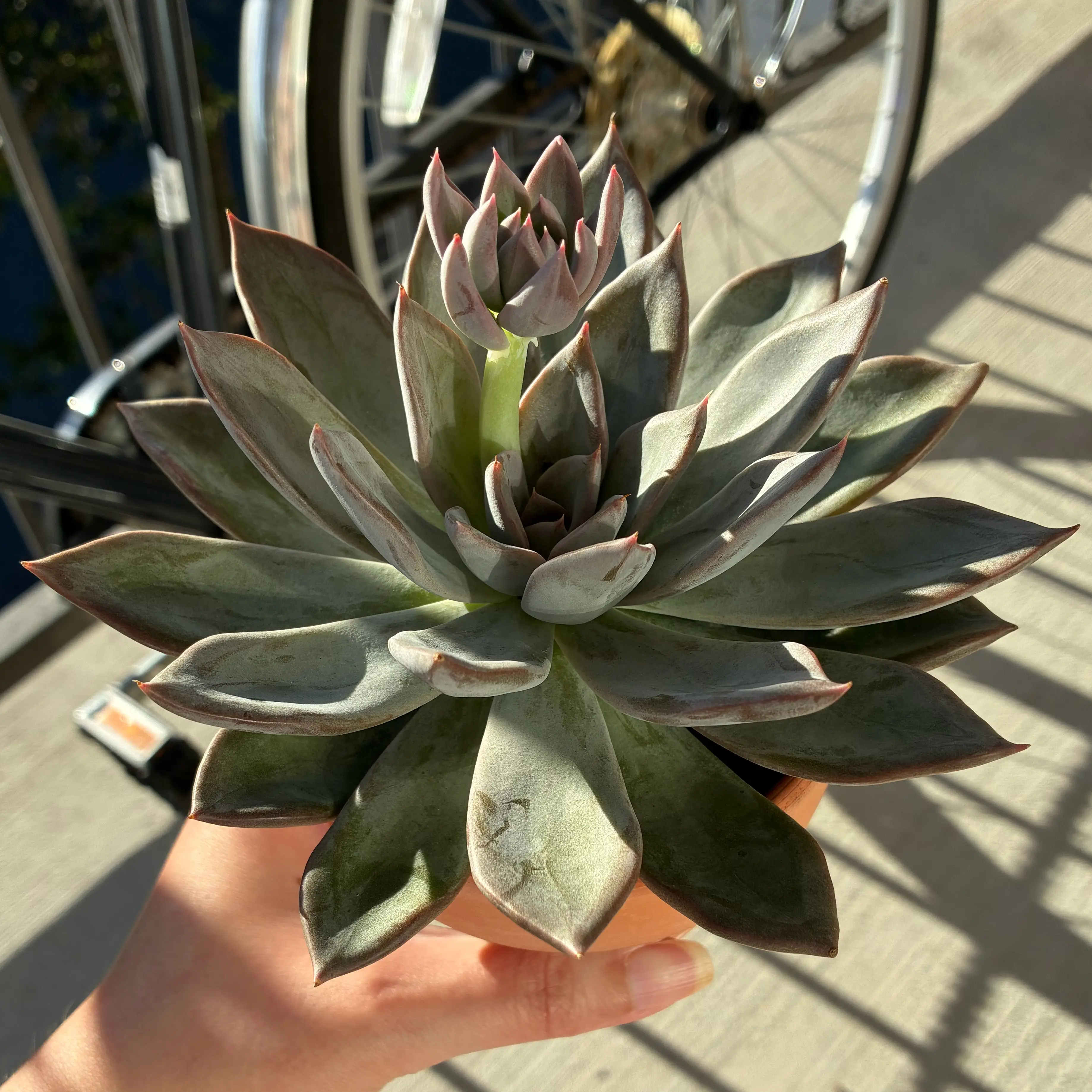 Photo of the plant species Echeveria 'Silver Queen' by @CahStainNuh named Lavender on Greg, the plant care app