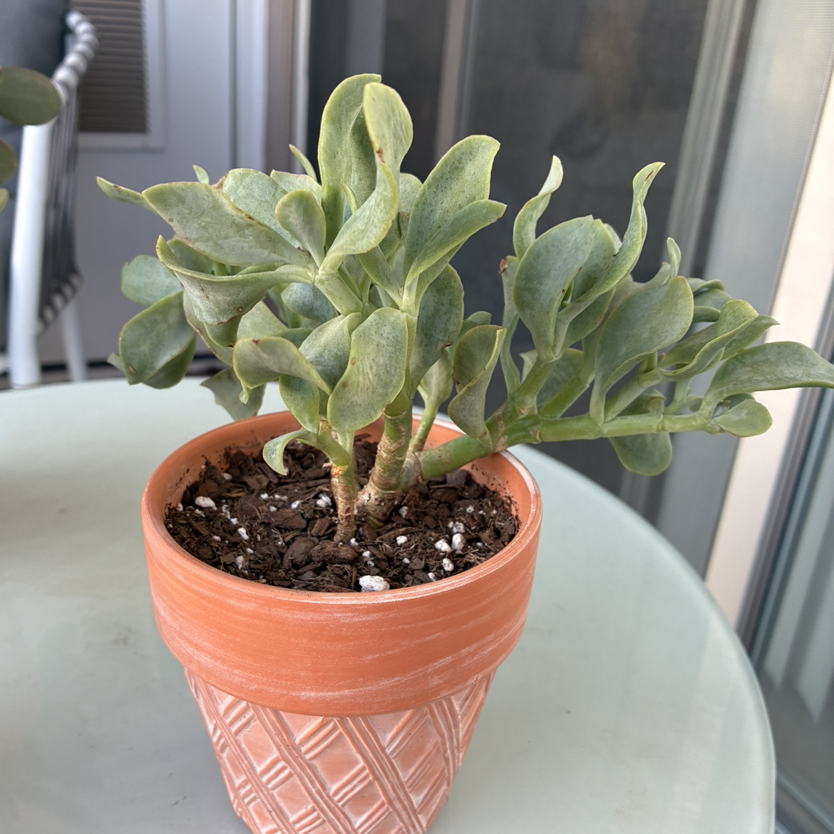 Photo of the plant species Crassula by @CahStainNuh named Walt on Greg, the plant care app