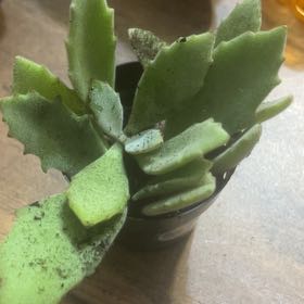 Photo of the plant species Kalanchoe 'Behartii' by @KindCosmo56 named ChloroPhil on Greg, the plant care app