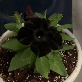 Photo of the plant species Black Hyacinth by @SmartCutgrass named Shakira on Greg, the plant care app