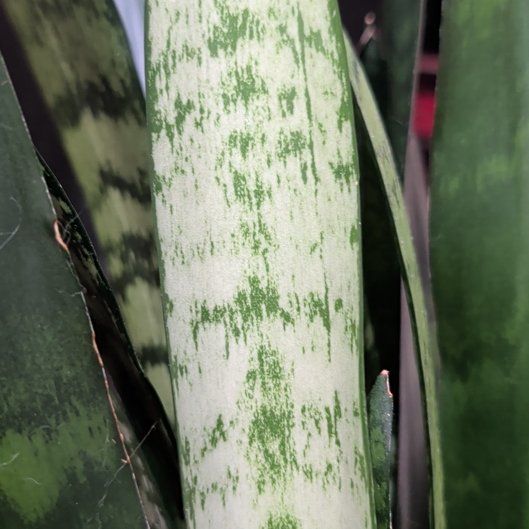 Photo of the plant species Sansevieria zeylanica by @FamousAvocado36 named Harper on Greg, the plant care app