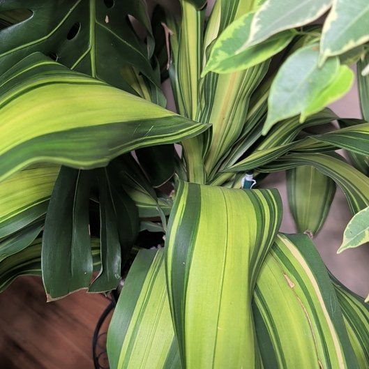 Photo of the plant species Dracaena 'Golden Heart' by @FamousAvocado36 named Aristotle on Greg, the plant care app