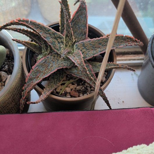 Photo of the plant species Aloe 'Crimson Dragon' by @FamousAvocado36 named ChloroPhil on Greg, the plant care app