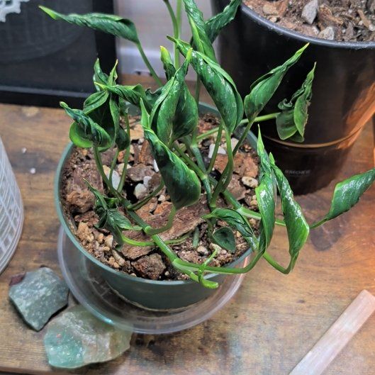Photo of the plant species Shangri La by @FamousAvocado36 named Cleopatra on Greg, the plant care app