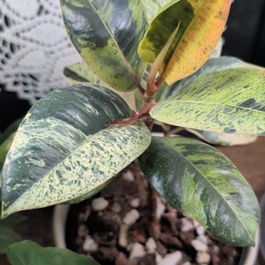 Photo of the plant species Ficus shivereana 'Moonshine' Variegated by @FamousAvocado36 named Sage on Greg, the plant care app