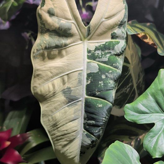 Photo of the plant species Variegated Frydek by @FamousAvocado36 named Sol on Greg, the plant care app