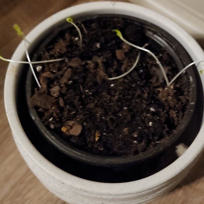 Plant care for Kolkwitzia 'Dream Catcher' on Greg, the plant care app