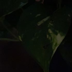 Photo of the plant species Spineless Butcher's-Broom by @ExcellentPuka25 named Gaga on Greg, the plant care app