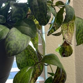 Photo of the plant species Annual Honesty by @Autismteacher named Bigleef Smalls on Greg, the plant care app