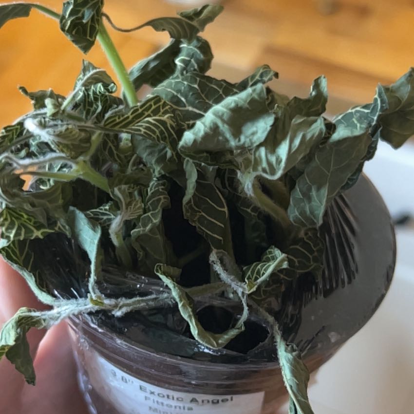 Photo of the plant species Exotic Angel Plant by @WillRedbean75 named Naomi on Greg, the plant care app