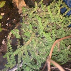 Photo of the plant species Carolina Mosquitofern by @RootedCowbane49 named Ulysses S Plant on Greg, the plant care app