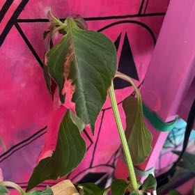 Photo of the plant species Willow-leaf amaranth by @HoneyedKonjac55 named Kesha on Greg, the plant care app