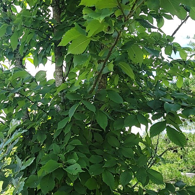 Photo of the plant species American Elm by @PremierNeem41 named Mochi on Greg, the plant care app