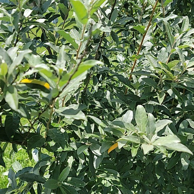 Photo of the plant species Autumn Olive by @PremierNeem41 named Achilles on Greg, the plant care app