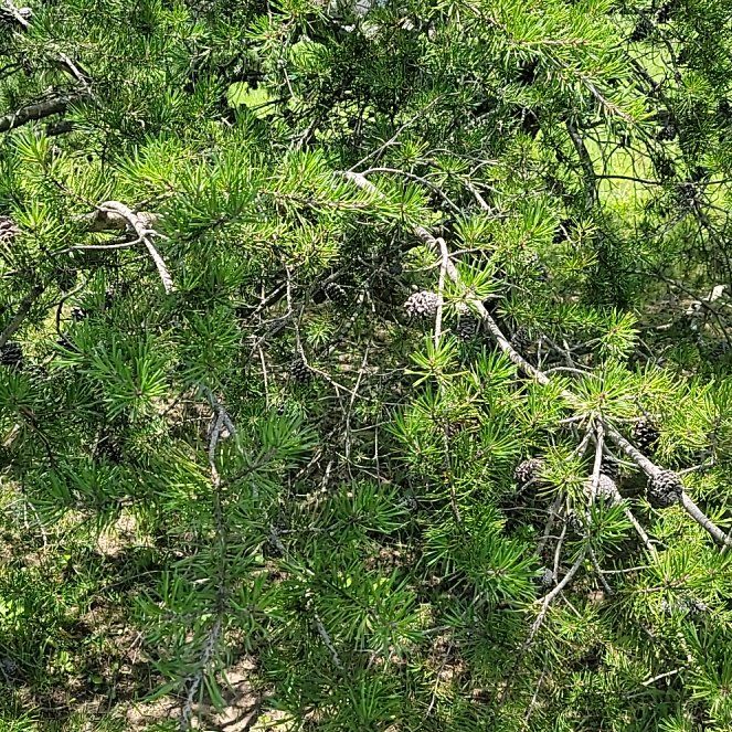 Photo of the plant species Grey Pine by @PremierNeem41 named Bigleef Smalls on Greg, the plant care app