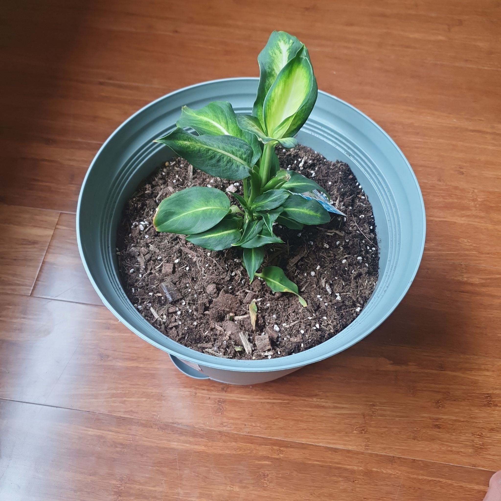 Photo of the plant species Dieffenbachia 'Tropic Marianne' by @JollyZinnia56 named Timmy on Greg, the plant care app