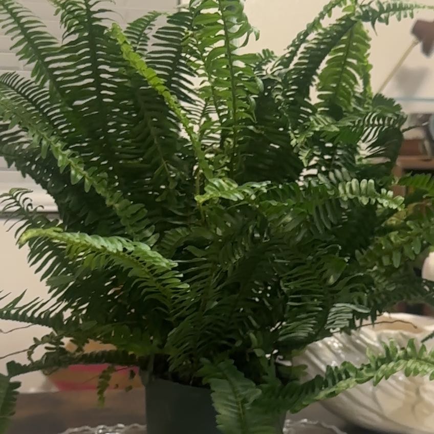 Photo of the plant species Jesters Crown Fern by @GemChamise18 named Kesha on Greg, the plant care app