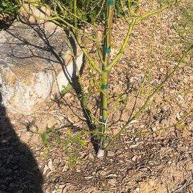 Photo of the plant species Palo Verde by @LaidbackRedfir named Coco on Greg, the plant care app