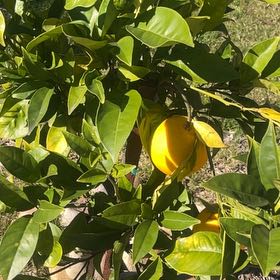Photo of the plant species Navel Orange by @LaidbackRedfir named Nemo on Greg, the plant care app