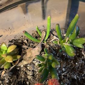 Photo of the plant species Disphyma by @YokeOnion37 named Kobe on Greg, the plant care app