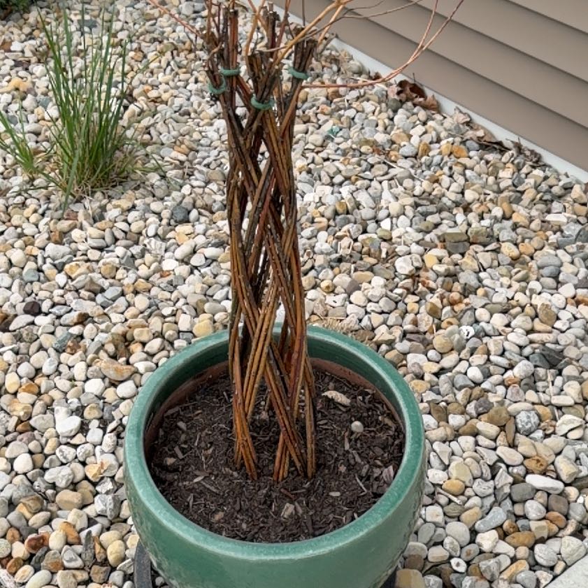 Photo of the plant species braided willow by @YokeOnion37 named Kendall on Greg, the plant care app