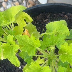 Photo of the plant species Summer Squash by @YokeOnion37 named Harry on Greg, the plant care app