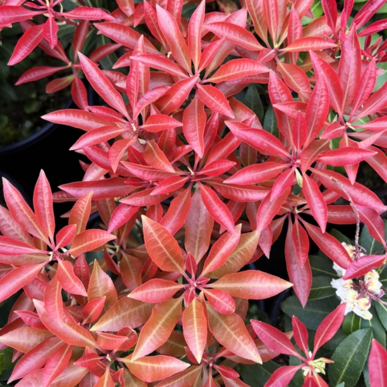 Photo of the plant species Japanese Andromeda by @YokeOnion37 named Daphne on Greg, the plant care app