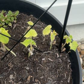 Photo of the plant species Cucumber by @YokeOnion37 named ChloroPhil on Greg, the plant care app